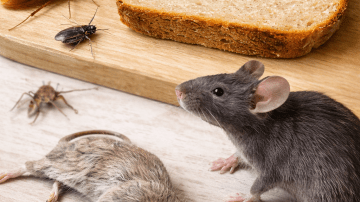 ☕🌿 The Forbidden Spice Brew: Ginger-Cinnamon Coffee to Ignite Energy, Gut, & Focus Overnight!