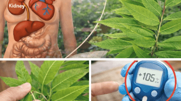 Total War: The Ultimate Housewife’s Battle Plan to Annihilate Bed Bugs Forever (Natural & Chemical-Free)