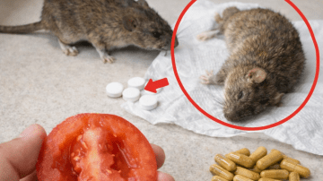 💜🥕 Unlock Peak Vitality: The 3-Ingredient Juice for Total Body Renewal 🍎