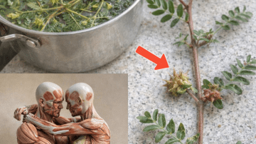 How Can Three Everyday Seeds Support Healthy Vision as You Age?