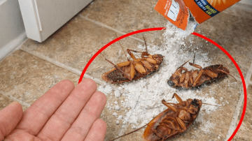 Are You Throwing Away the Most Powerful Part of Papaya Without Realizing It?