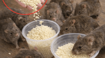 🛡️ Nature’s Antibiotic: The Scientific Truth Behind Garlic’s Power to Fight 14 Types of Bacteria (And Much More)