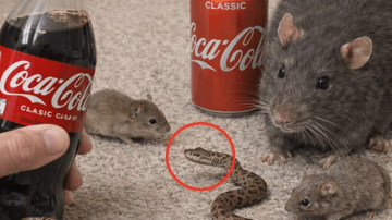 Discover the Simple 3-Ingredient Evening Ritual That Supports Natural Circulation and Healthy Vitality for Men Over 50