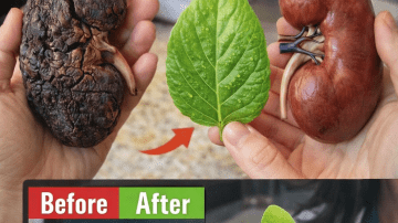 Does Baking Soda Really Help Get Rid of Fleas? Natural Home Tips to Explore