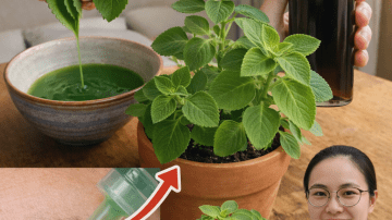 🤫 The $2 Secret Nobody Will Ever Tell You: Why Mixing Cloves and Vaseline is Your Ultimate Wellness Hack